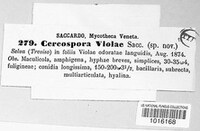 Cercospora violae image